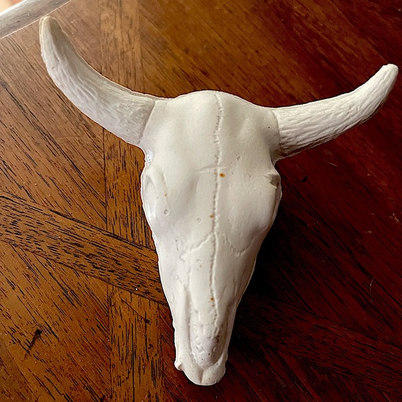 Authentic Bone Infant Bull Skull - Picture 6 of 6